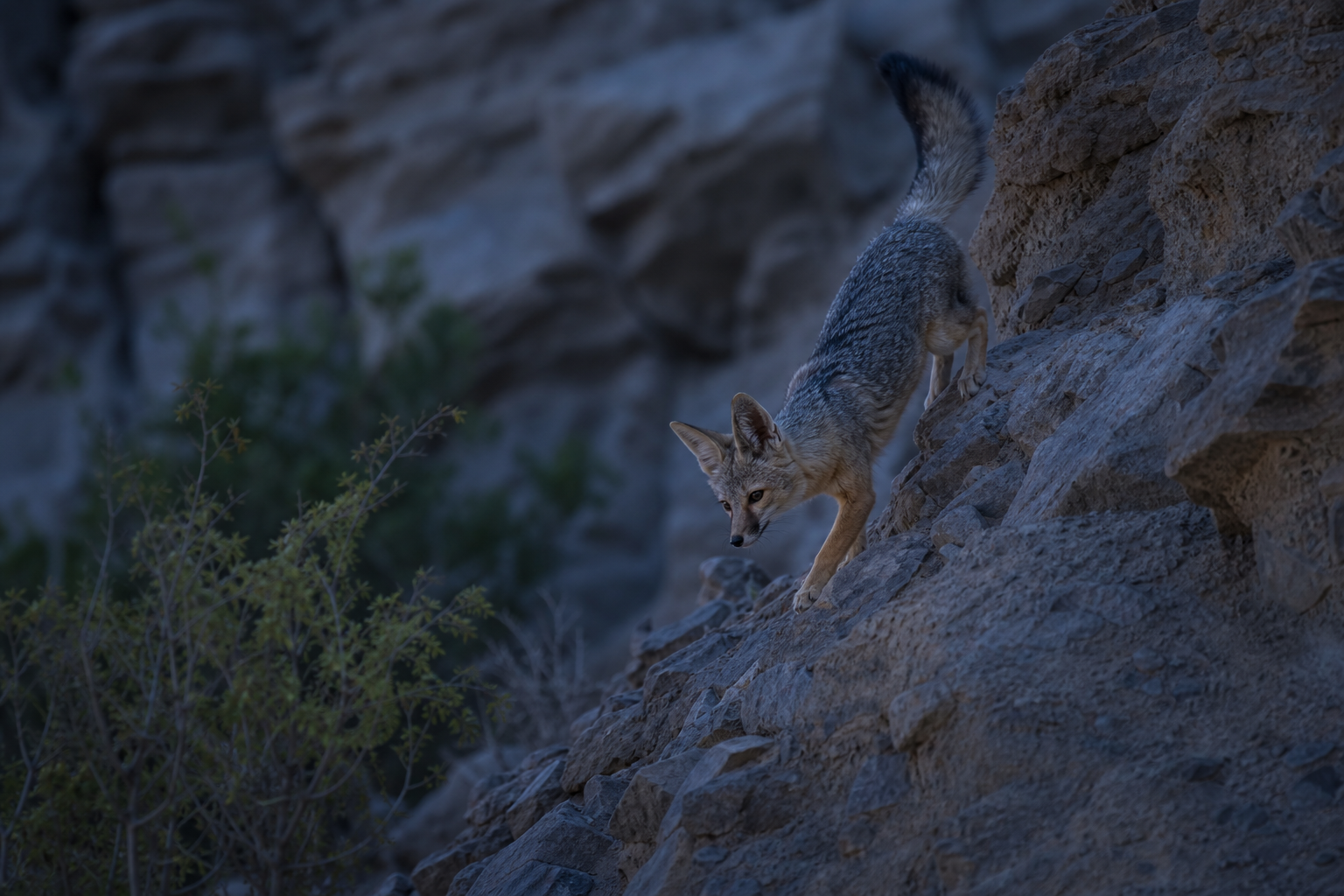 Blanford's Fox - Conservation Photography