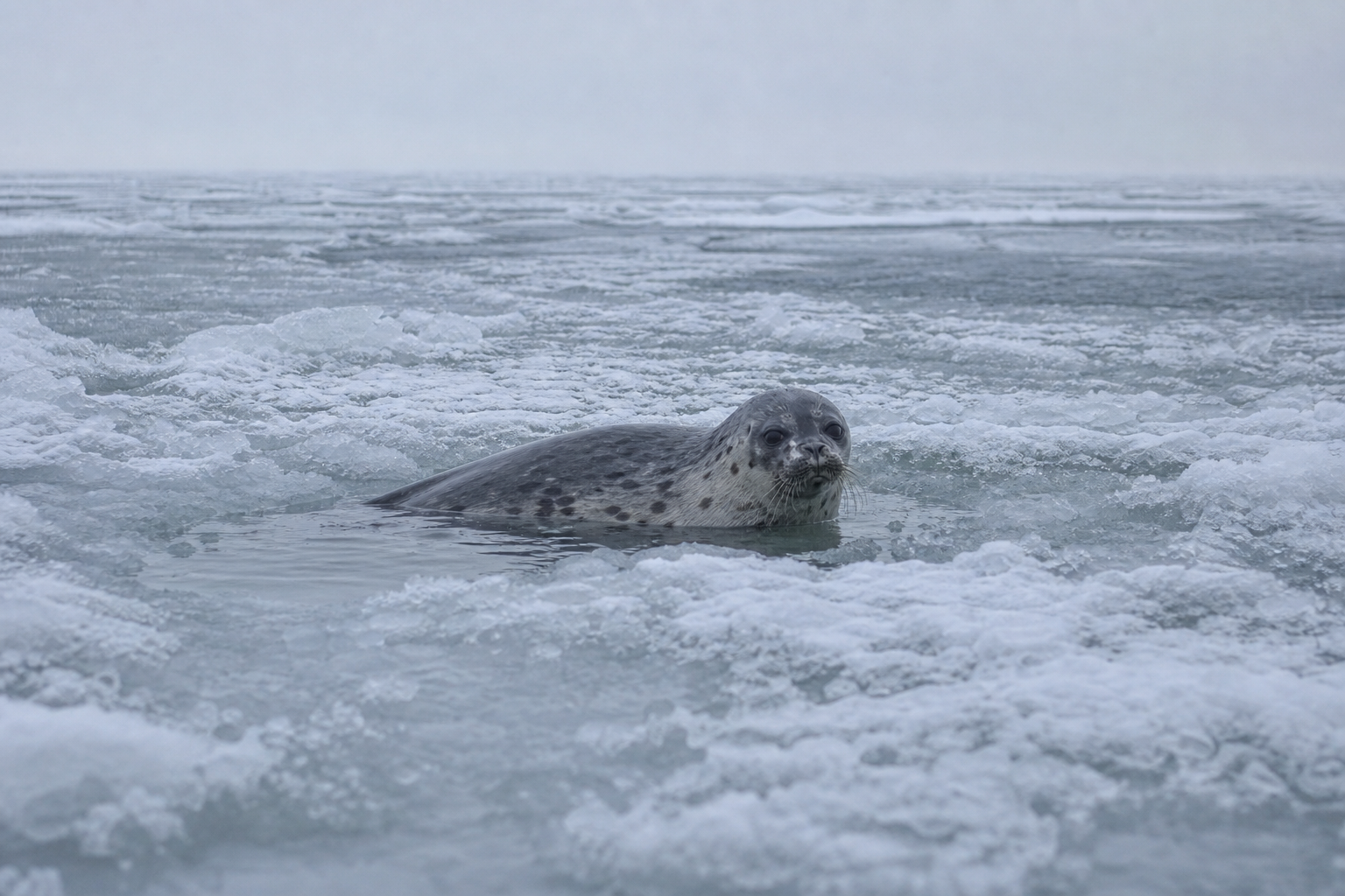Caspian Seal