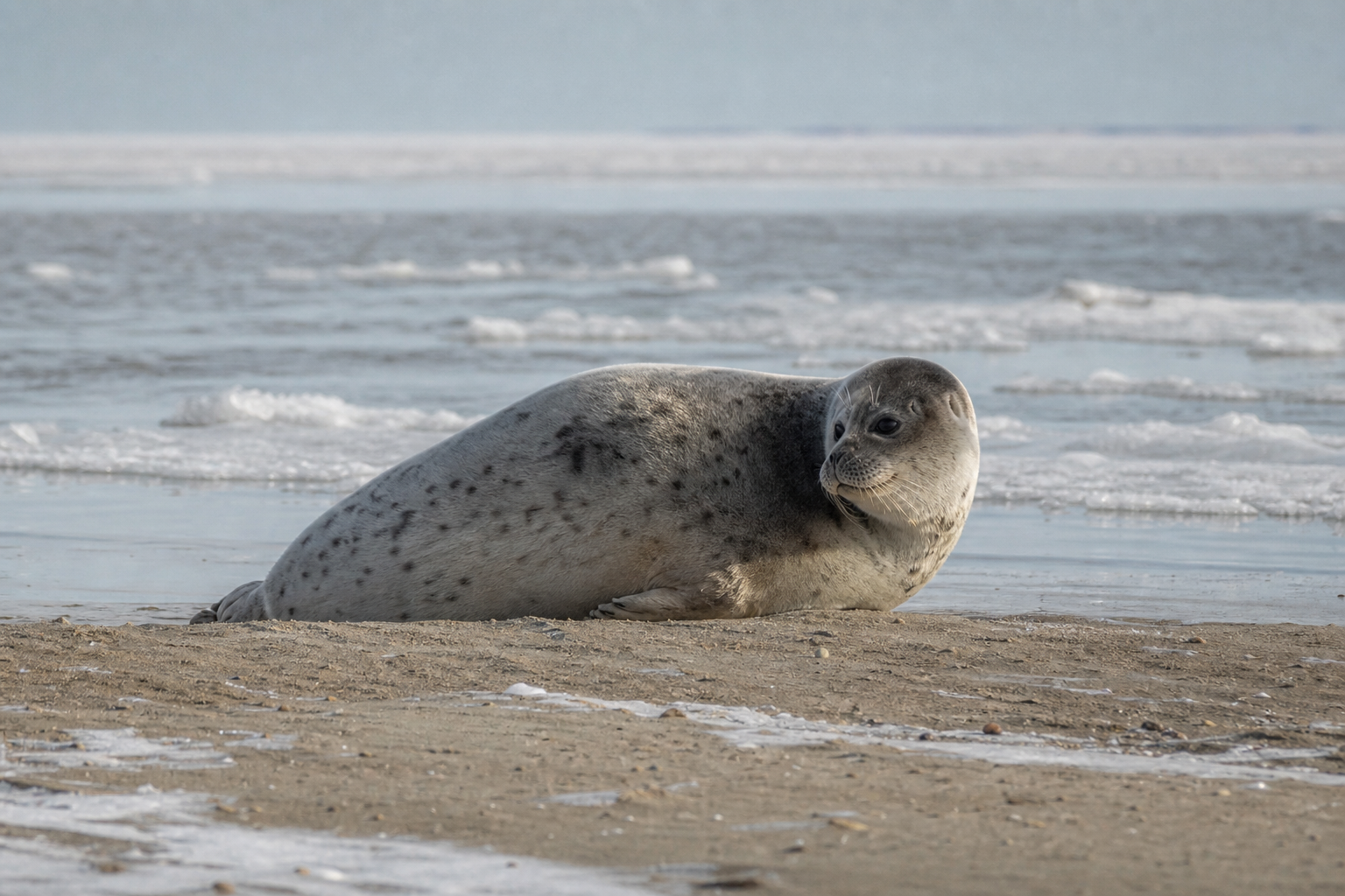 Caspian Seal - Conservation Photography
