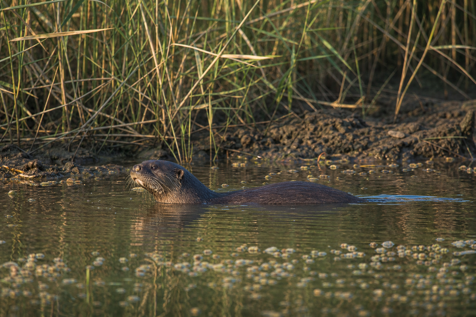 Iraq Smooth-coated Otter - Asia Wildlife Photography