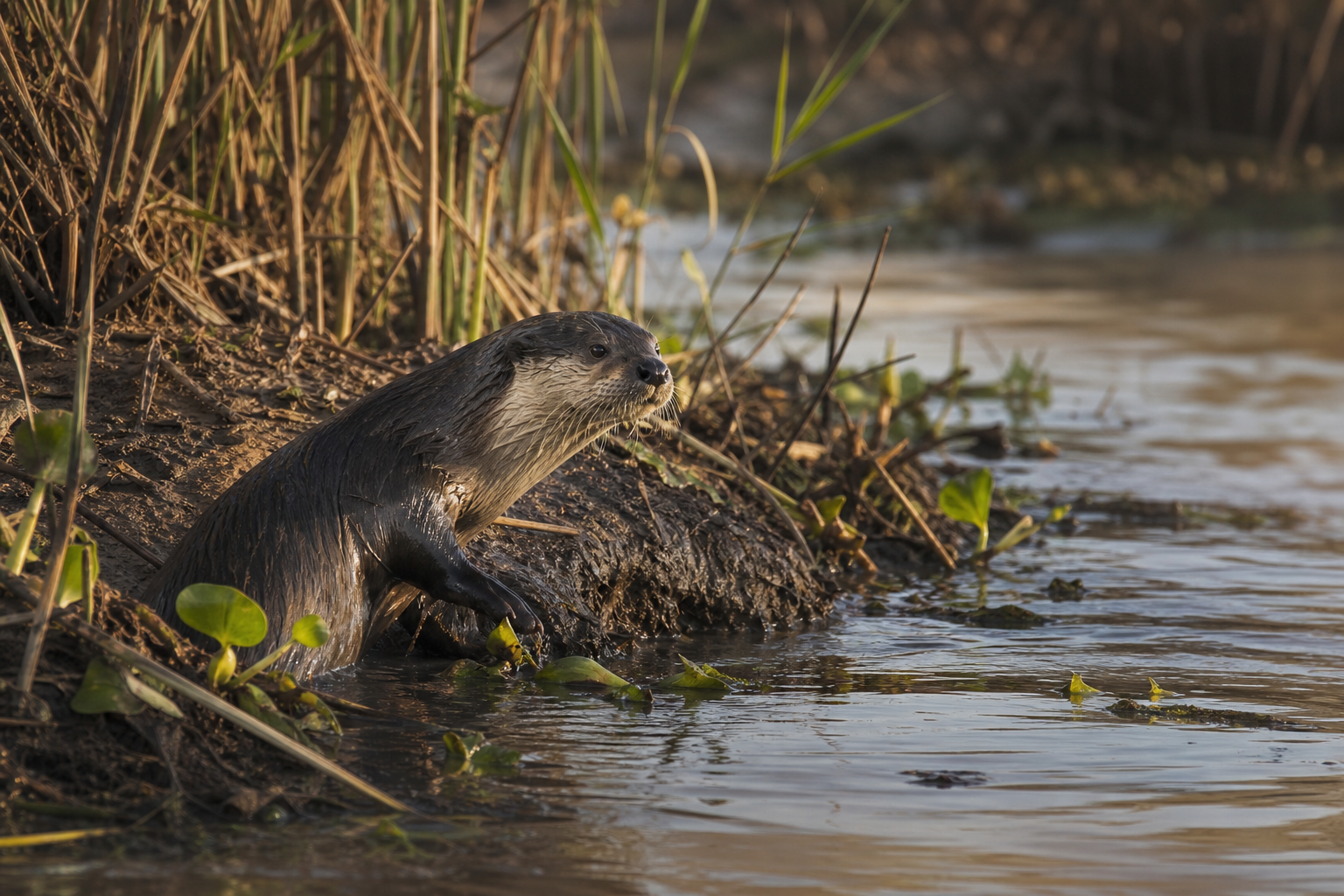 Iraq Smooth-coated Otter - Conservation Photography