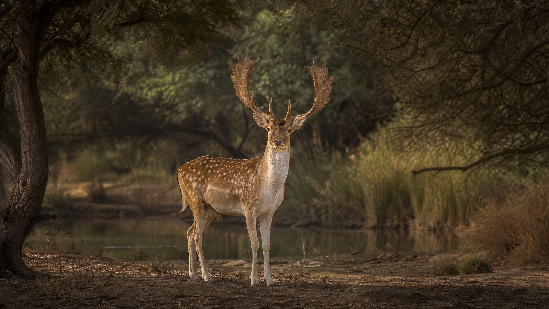 Mesopotamian Fallow Deer - Poster still