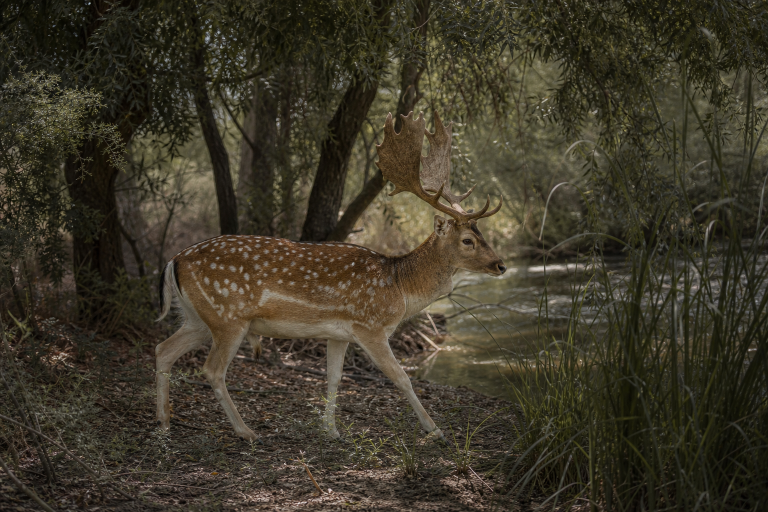 Mesopotamian Fallow Deer
