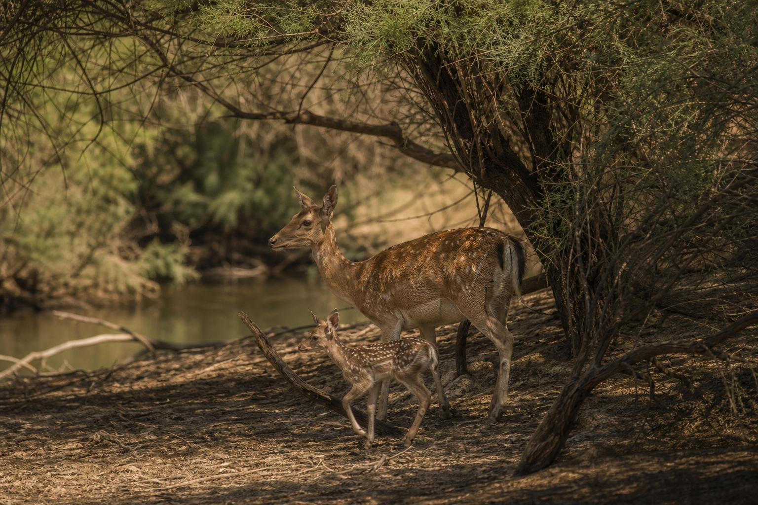 Mesopotamian Fallow Deer - Conservation Photography
