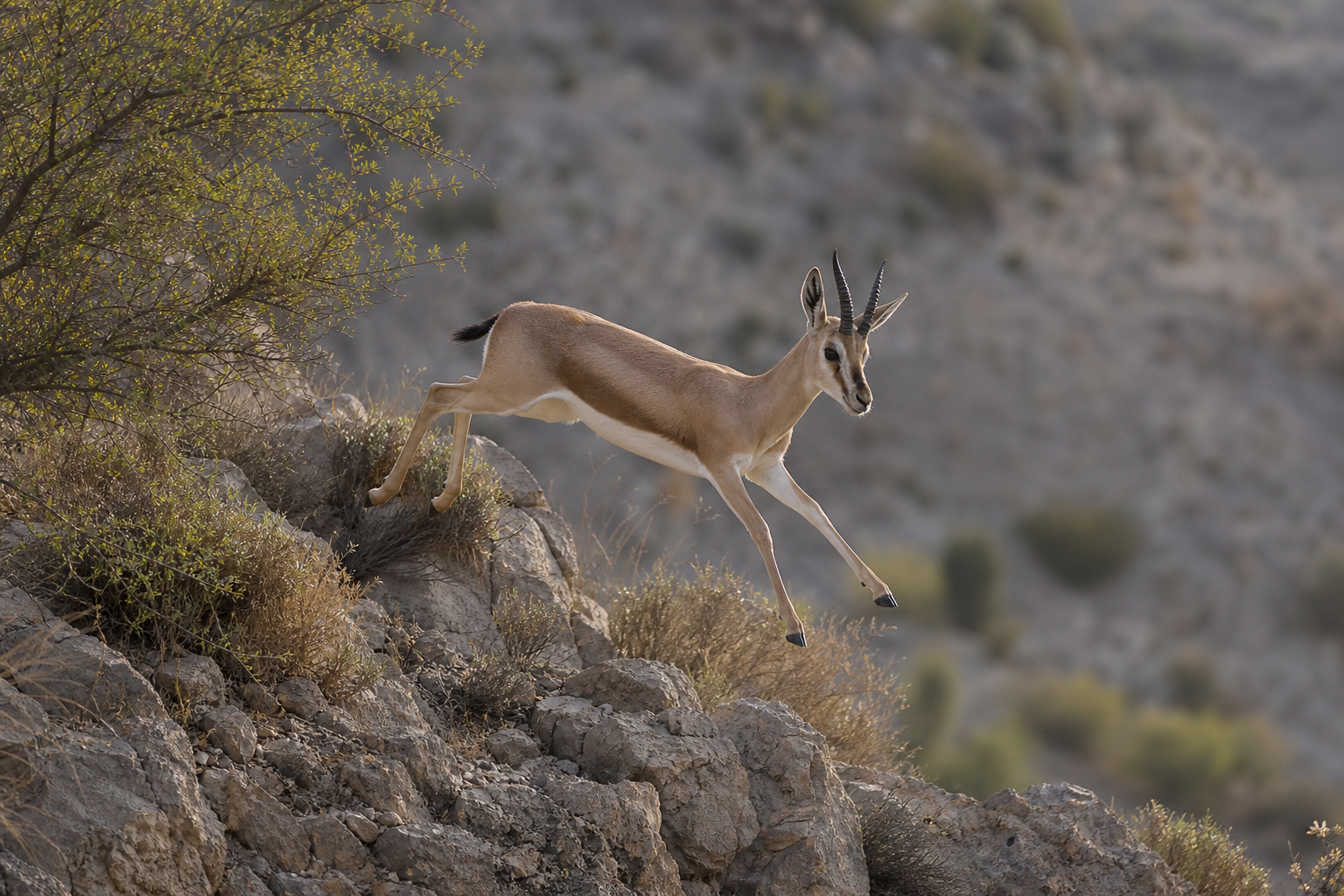 Mountain Gazelle - Conservation Photography