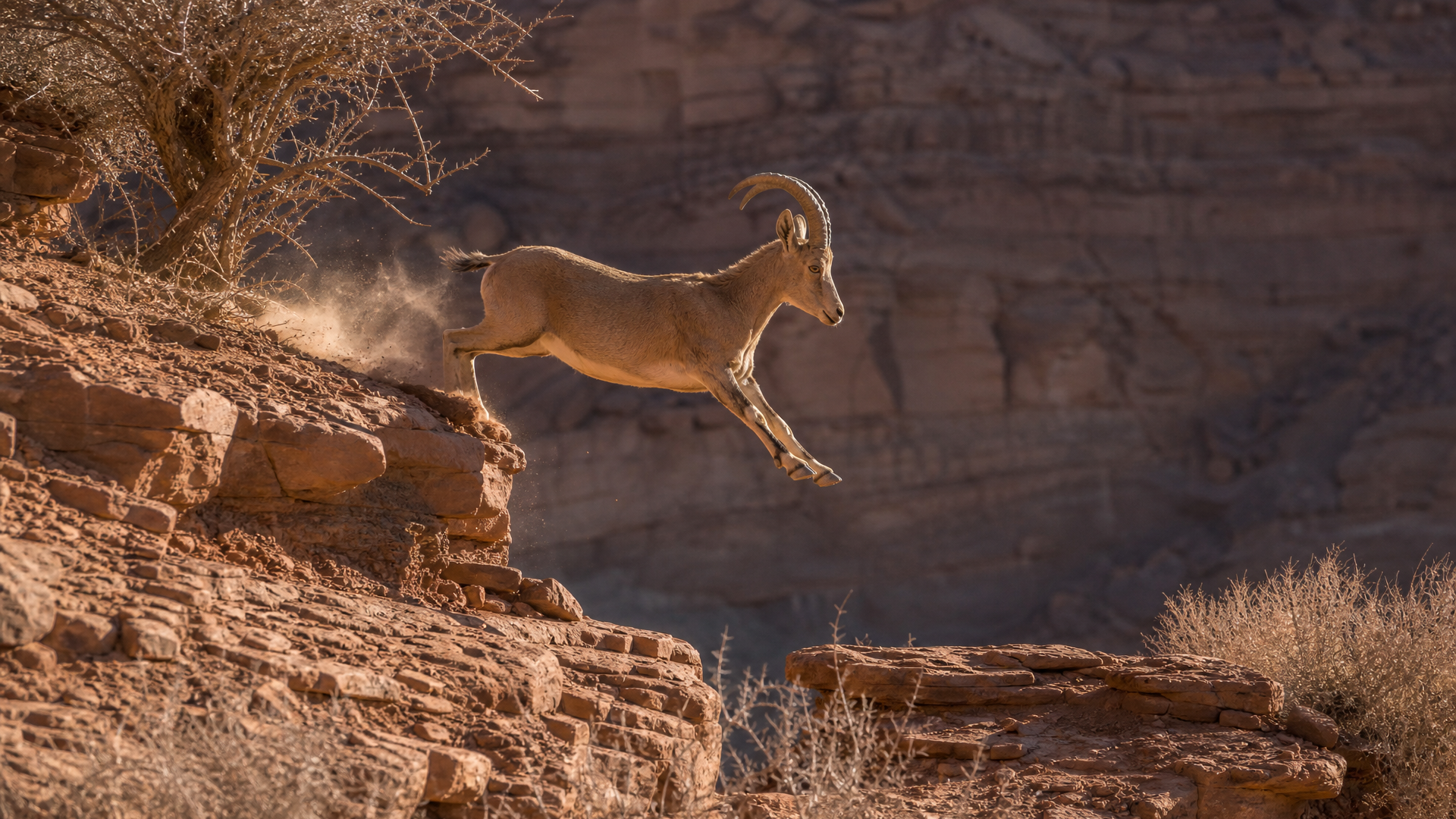 Nubian Ibex - Poster still