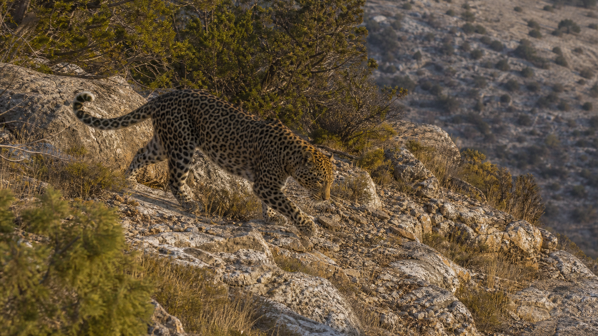 Persian Leopard - Poster still