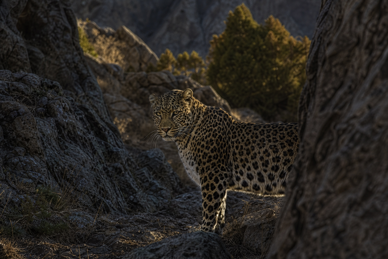 Persian Leopard - Conservation Photography