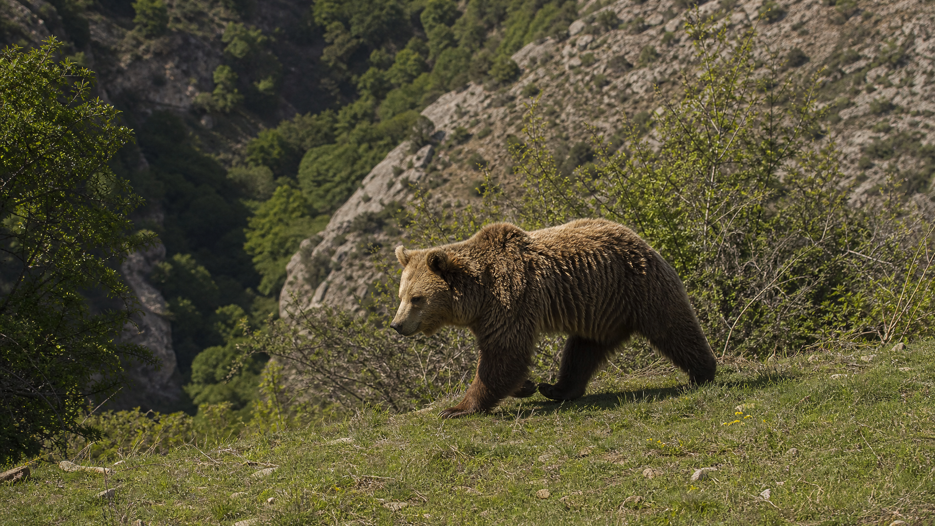 Syrian Brown Bear - Poster still
