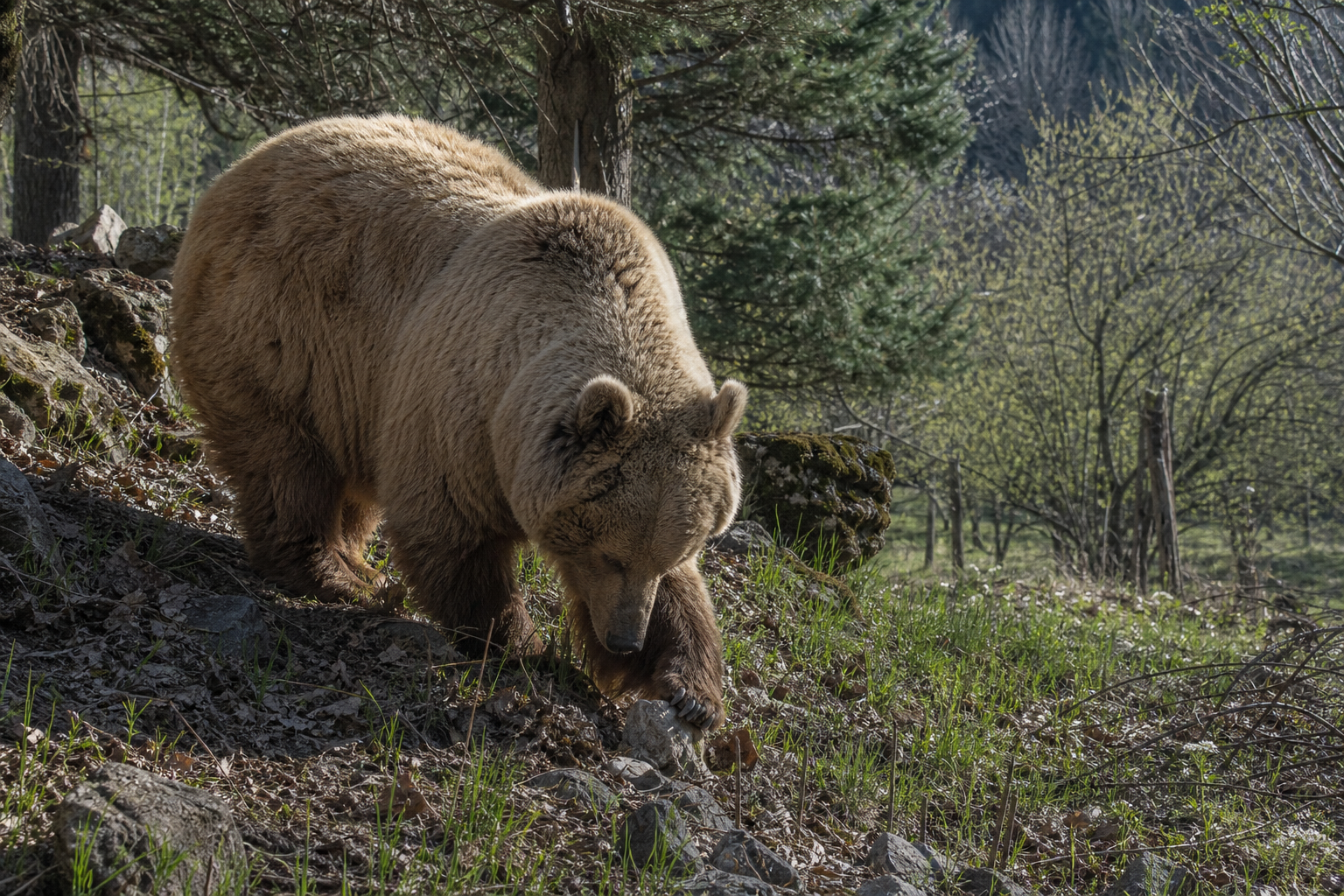 Syrian Brown Bear - Conservation Photography