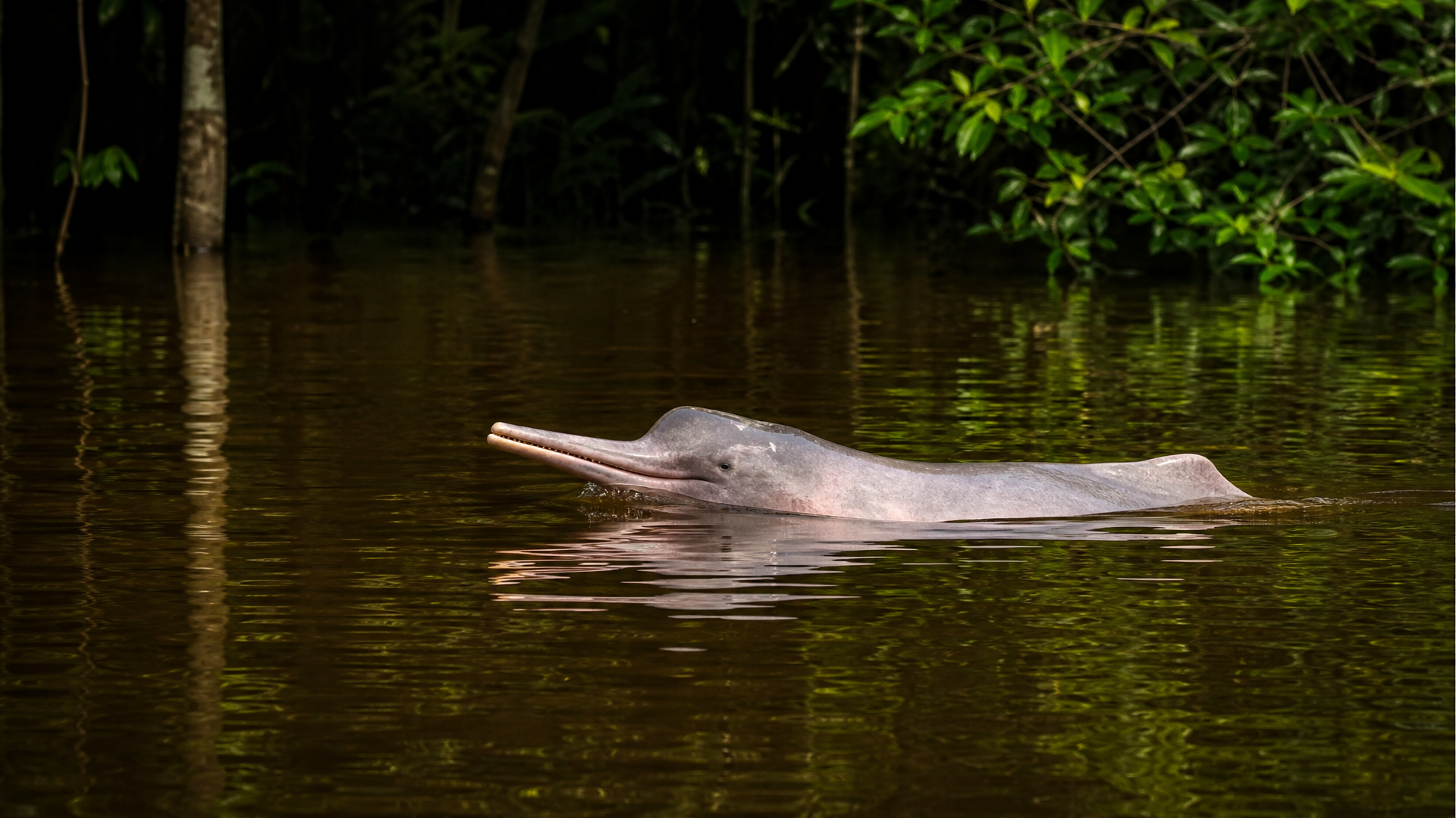 Amazon River Dolphin - Poster still