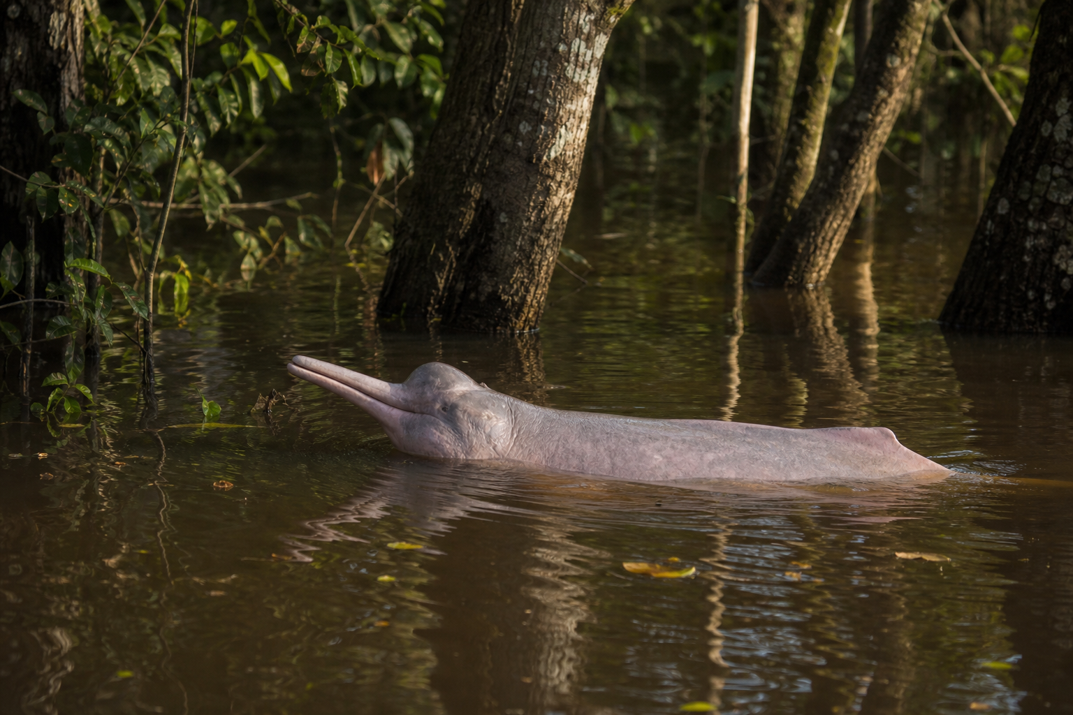 Amazon River Dolphin