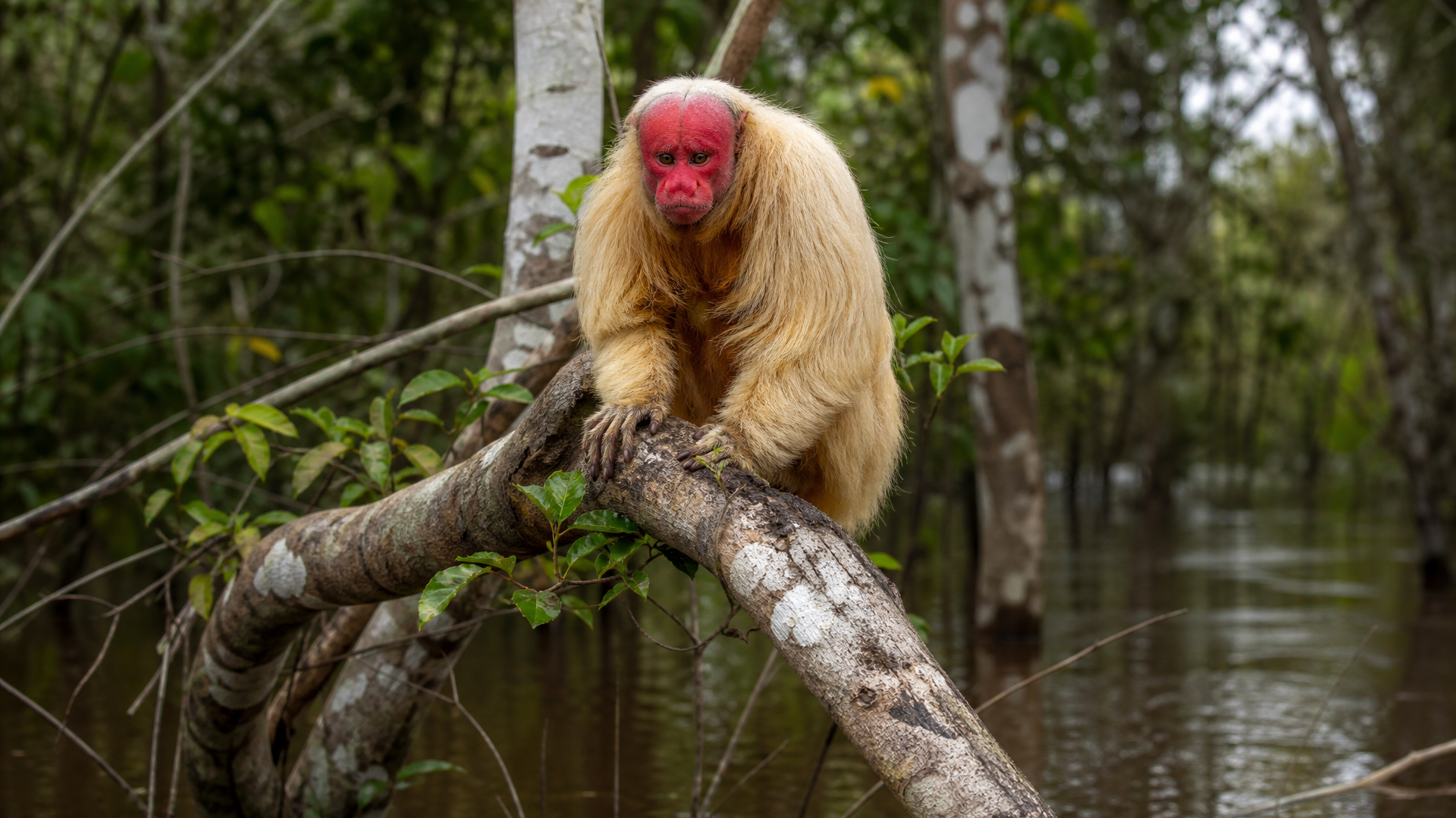 Bald Uakari - Poster still