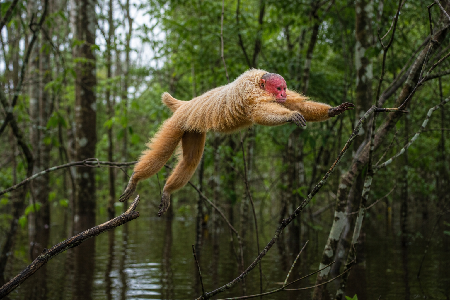 Bald Uakari