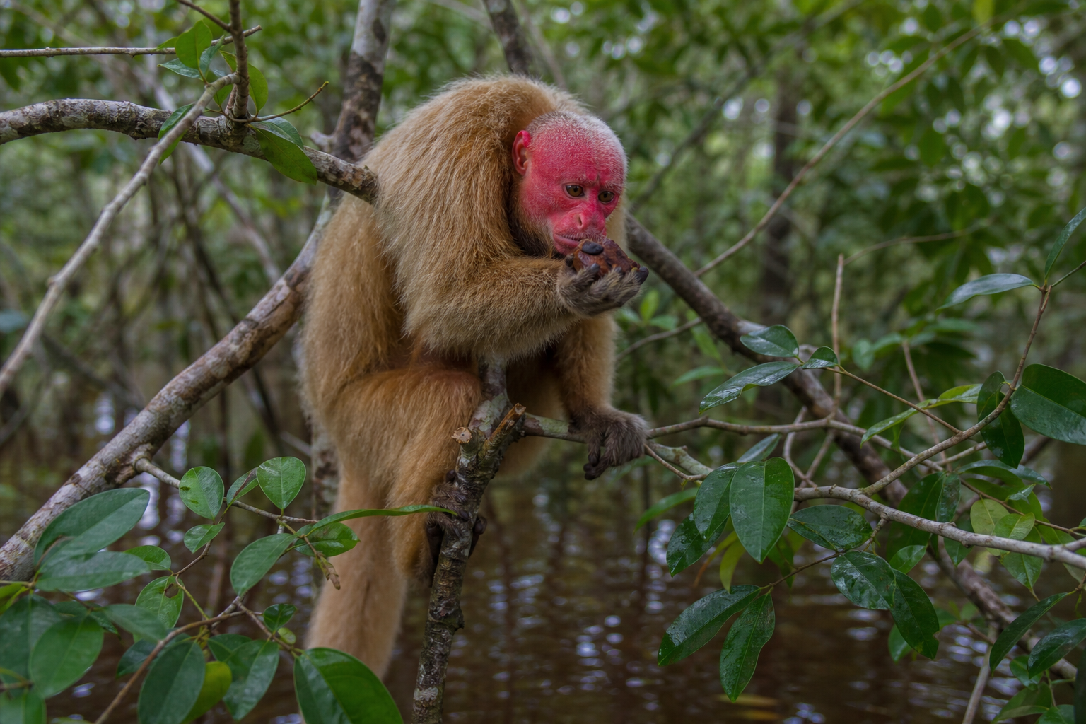 Bald Uakari - Conservation Photography