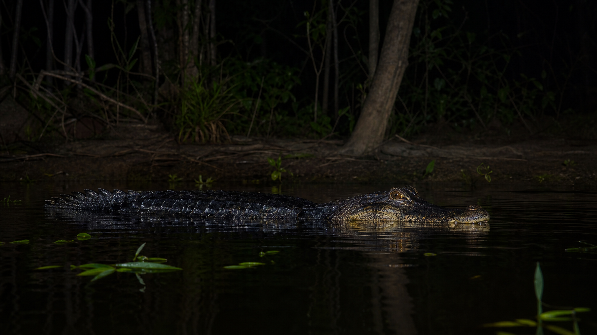 Black Caiman - Poster still