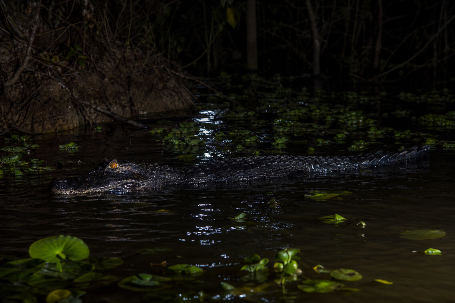 Black Caiman