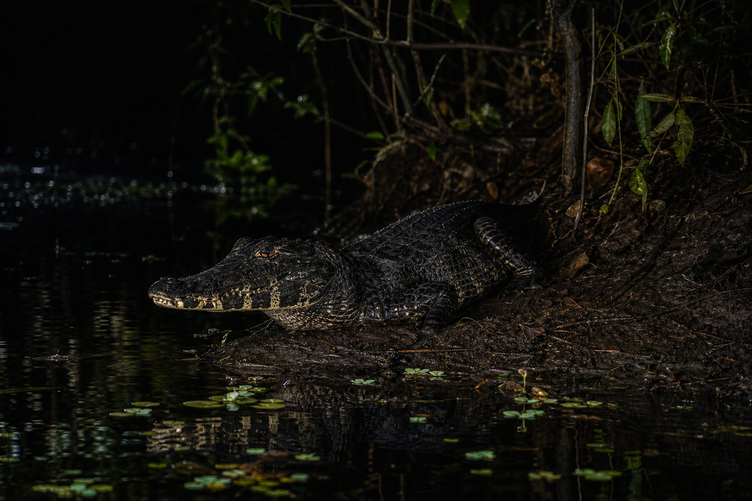 Black Caiman - Conservation Photography
