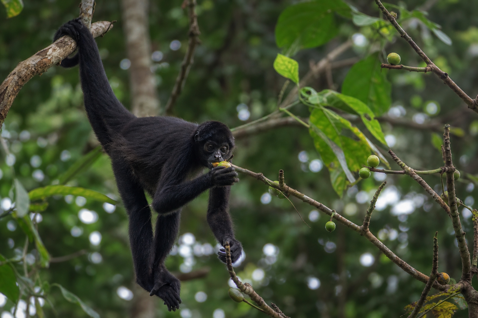 Black Spider Monkey - Conservation Photography