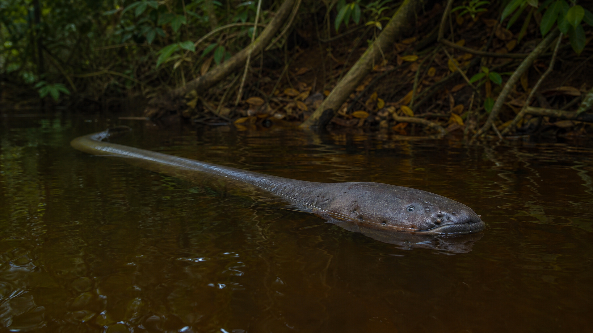 Electric Eel - Poster still