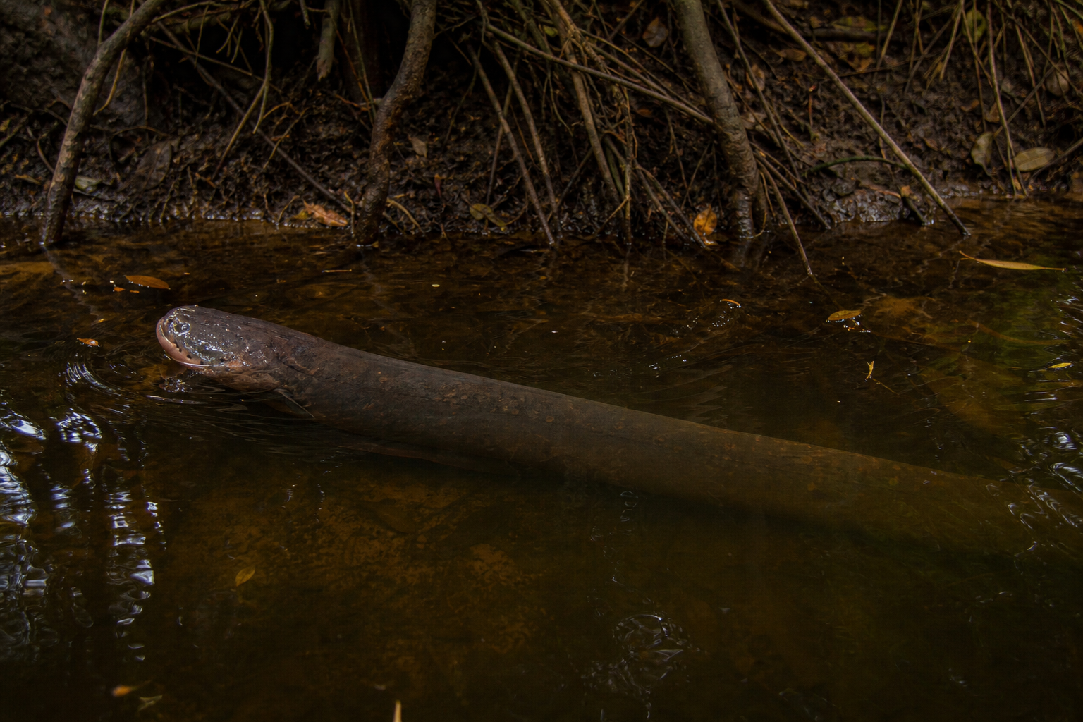 Electric Eel