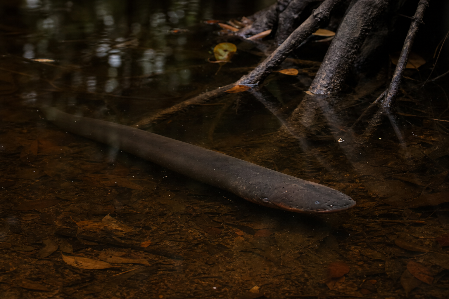 Electric Eel - Conservation Photography