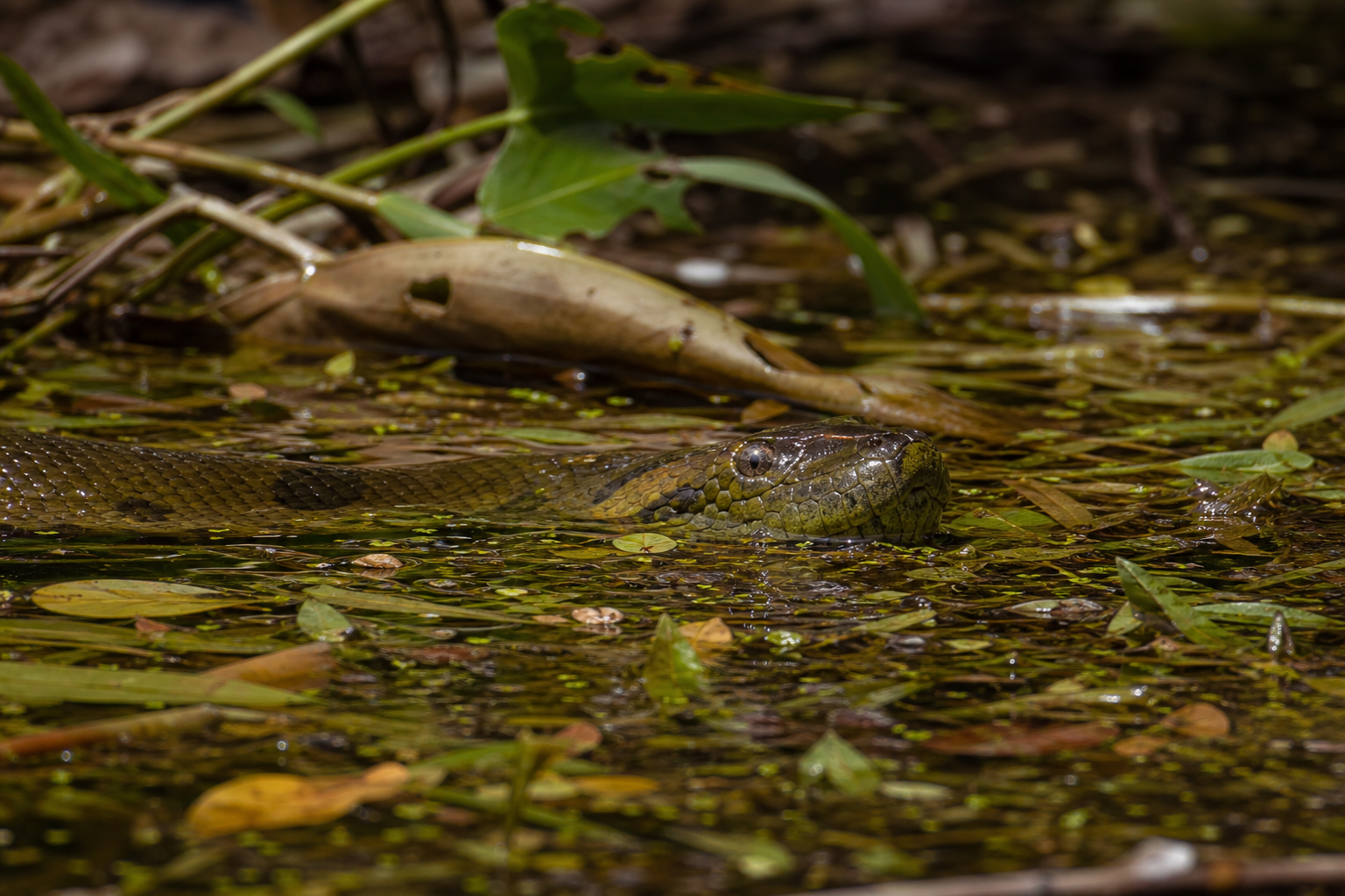 Green Anaconda - Conservation Photography