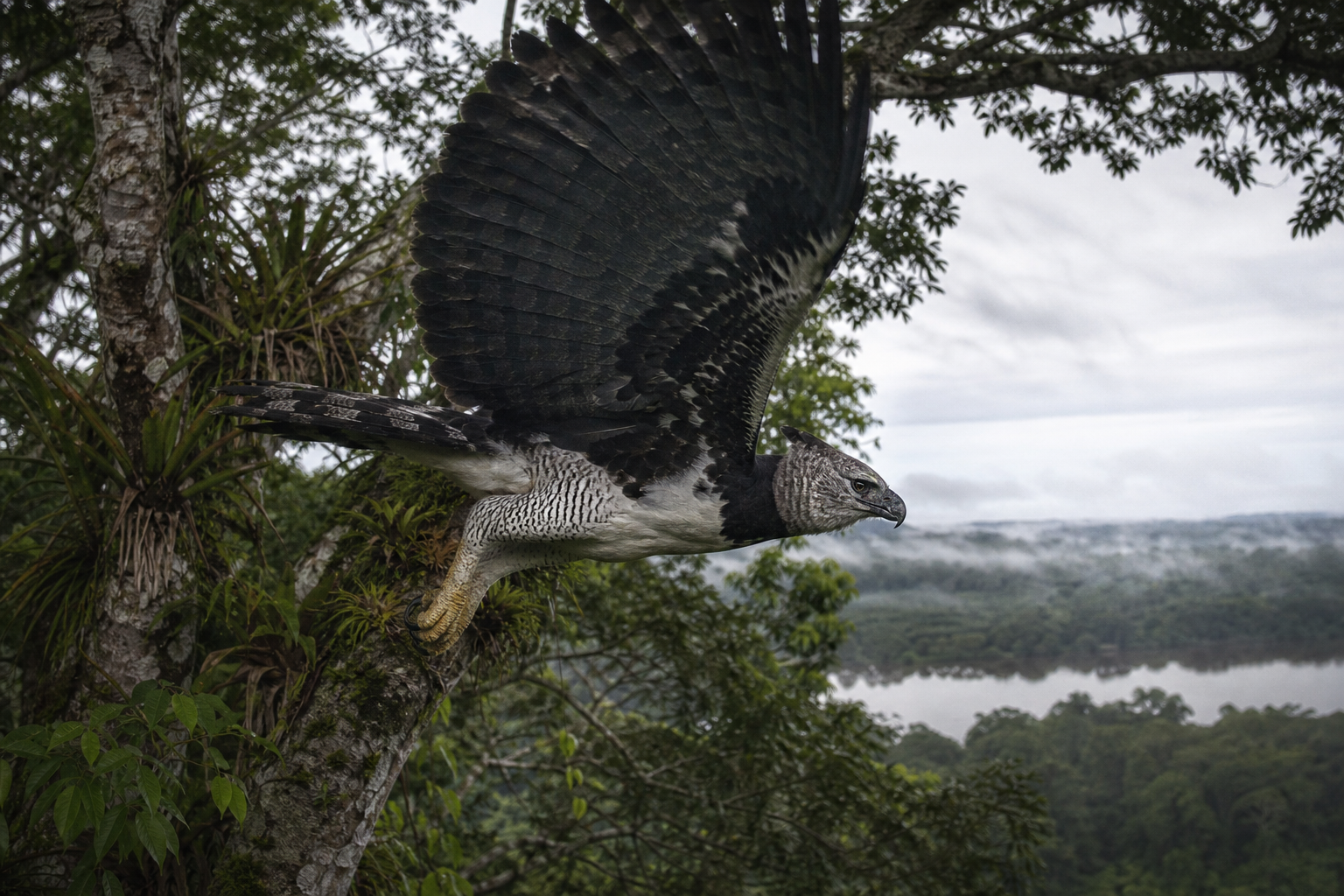 Harpy Eagle - Conservation Photography