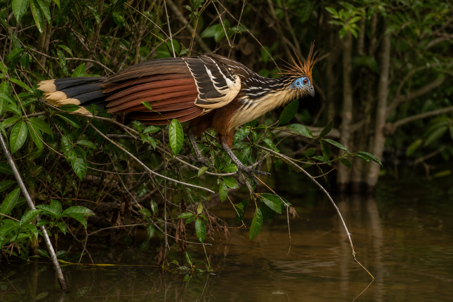 Hoatzin