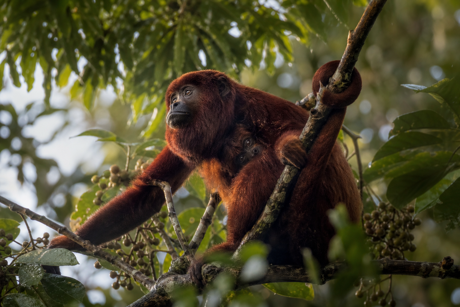 Red Howler Monkey - Conservation Photography