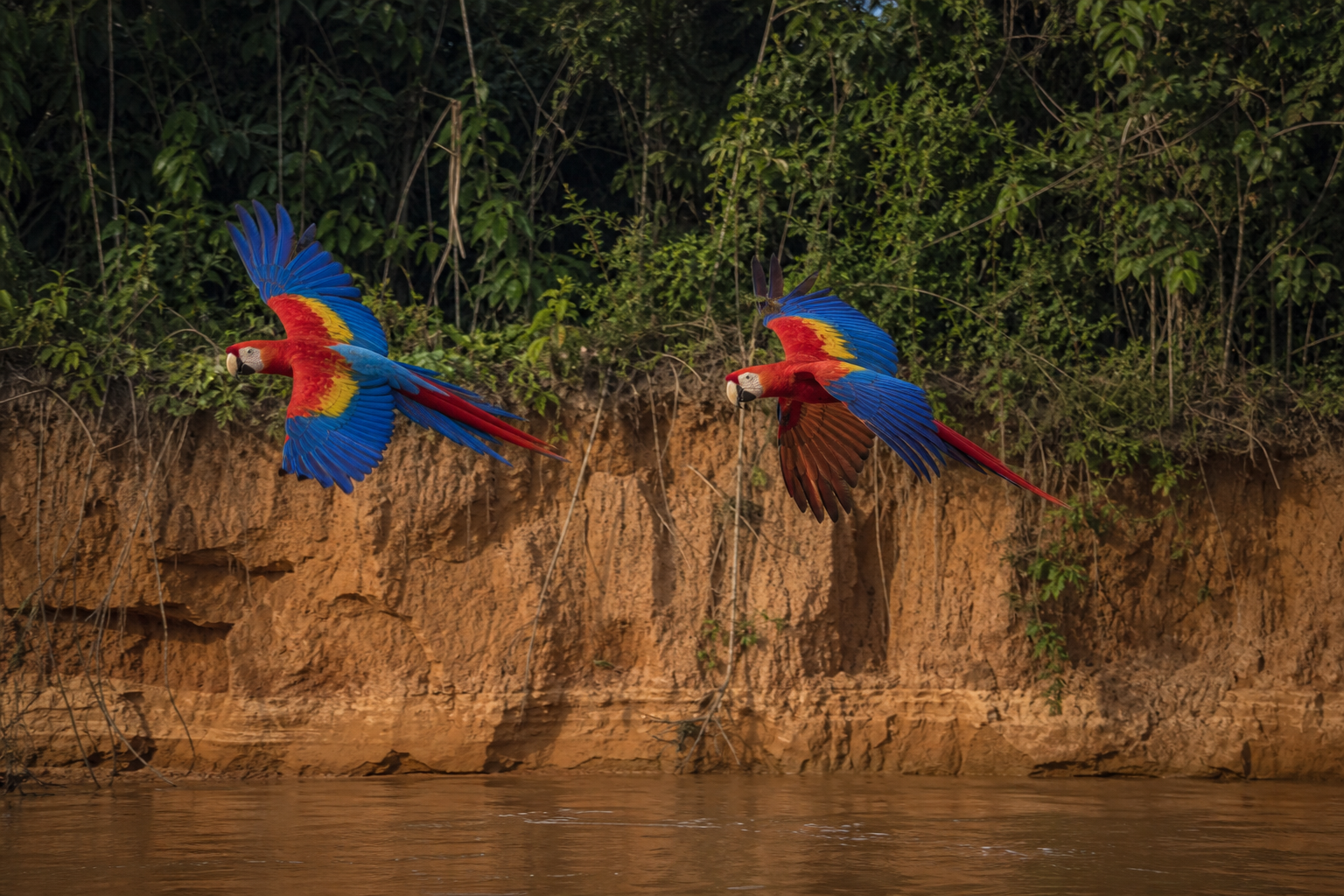 Scarlet Macaw - Conservation Photography