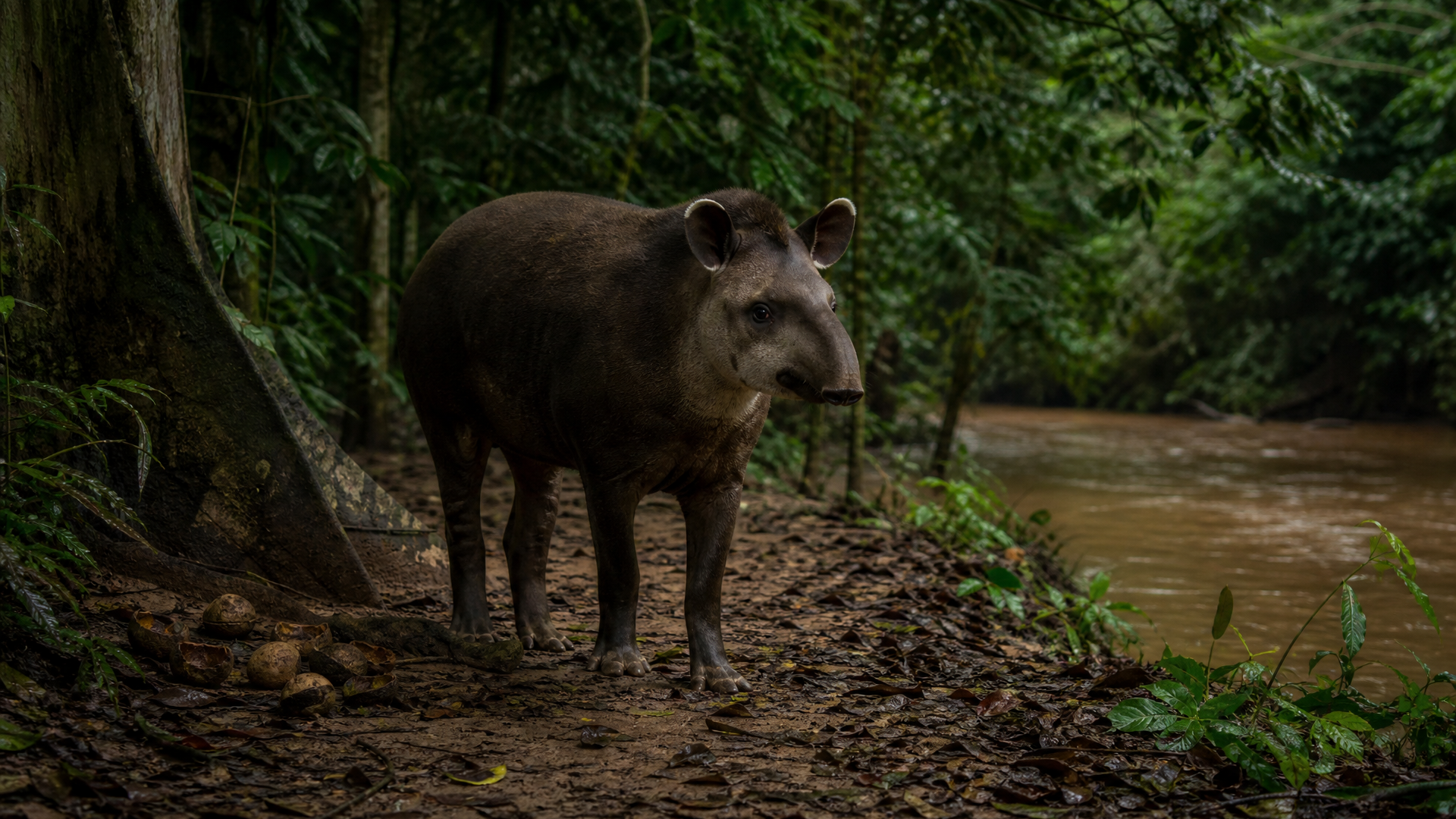 South American Tapir - Poster still