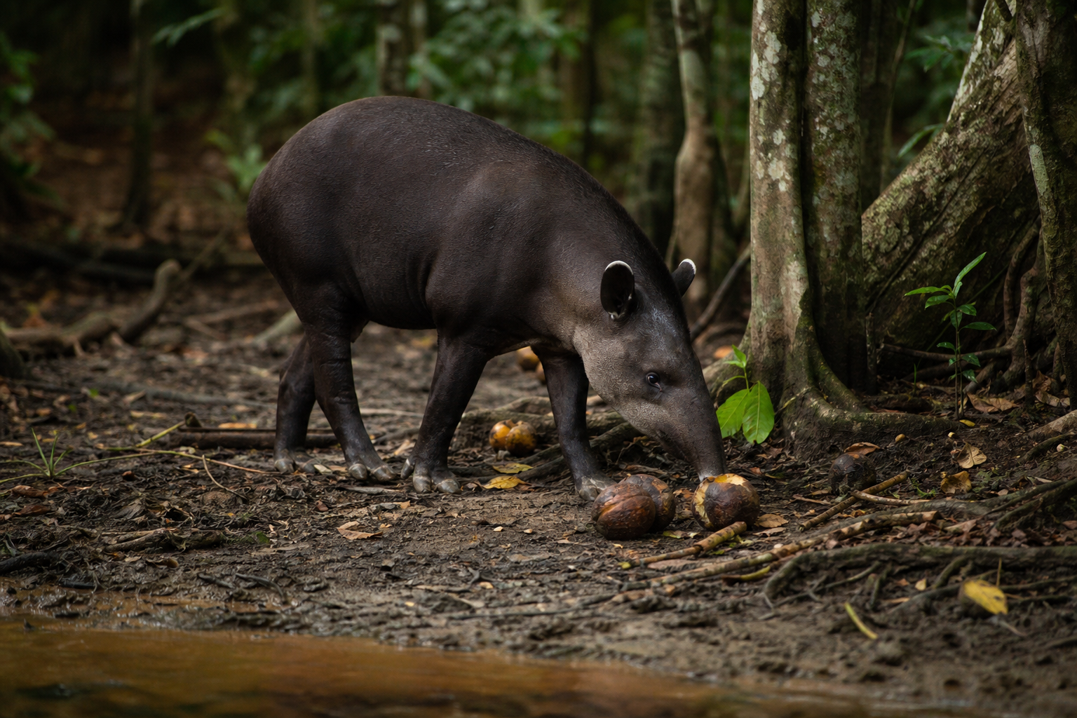 South American Tapir