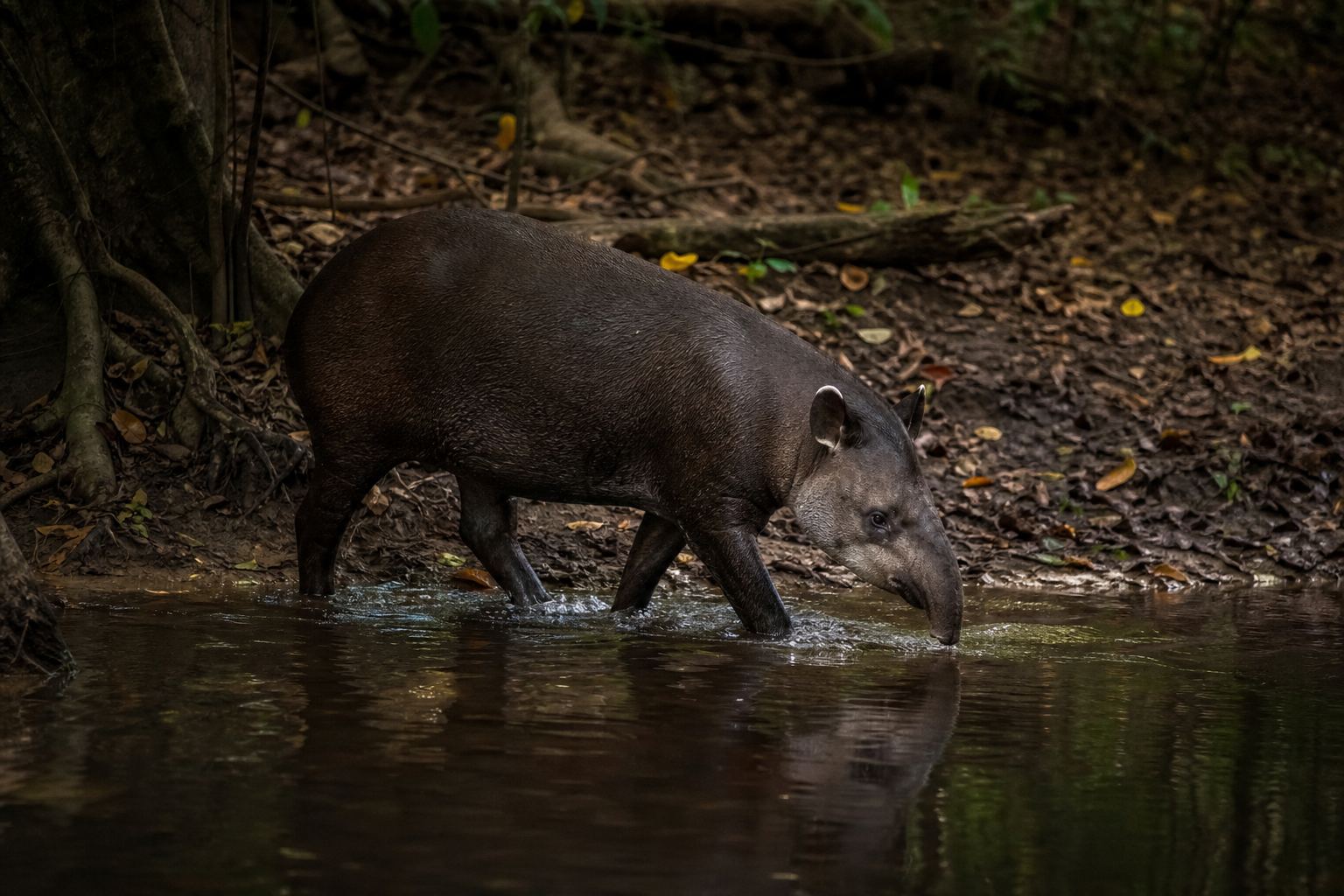 South American Tapir - Conservation Photography