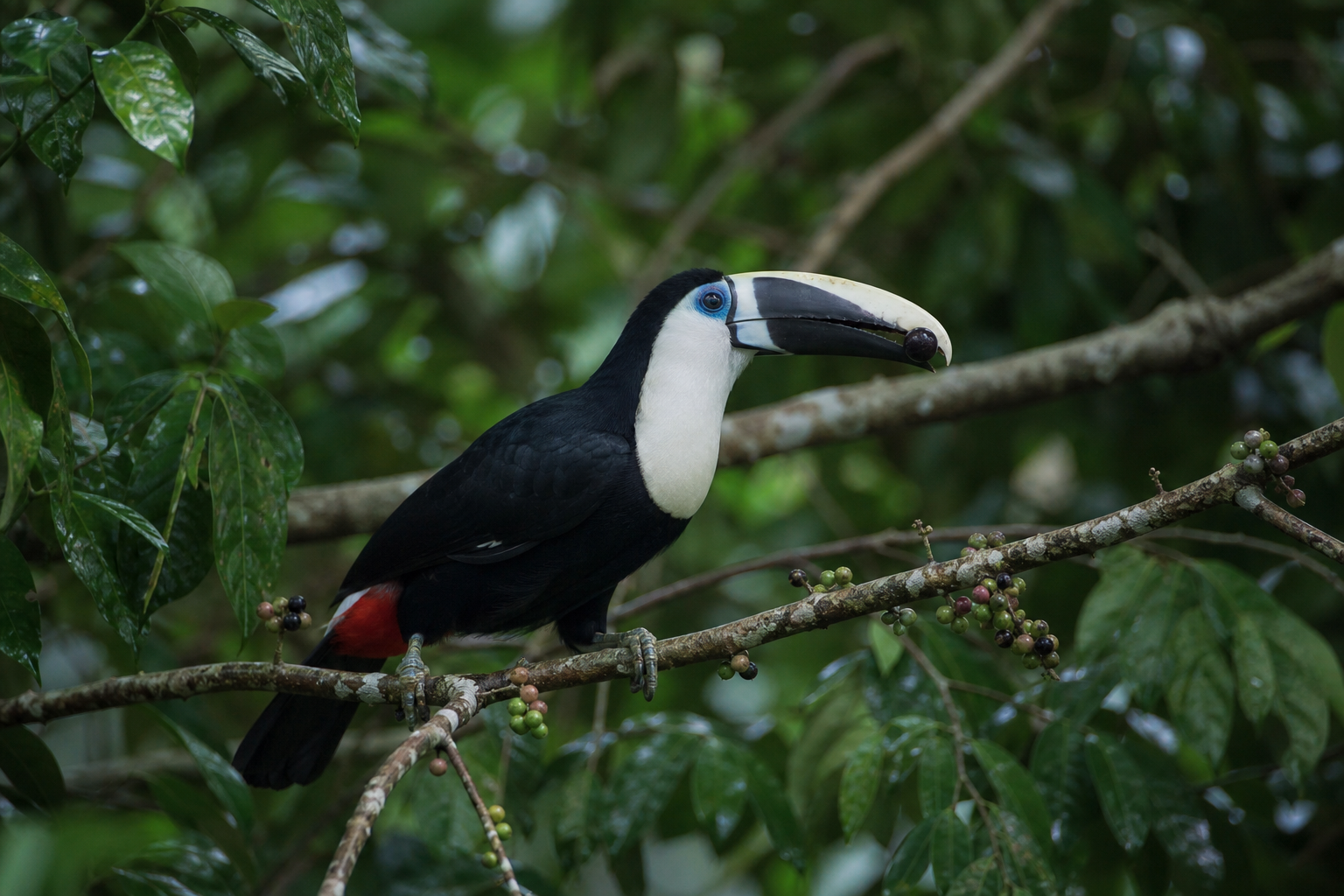 White-throated Toucan