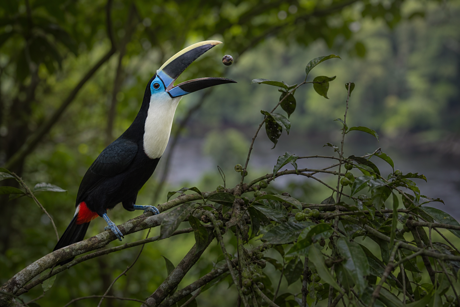 White-throated Toucan - Conservation Photography