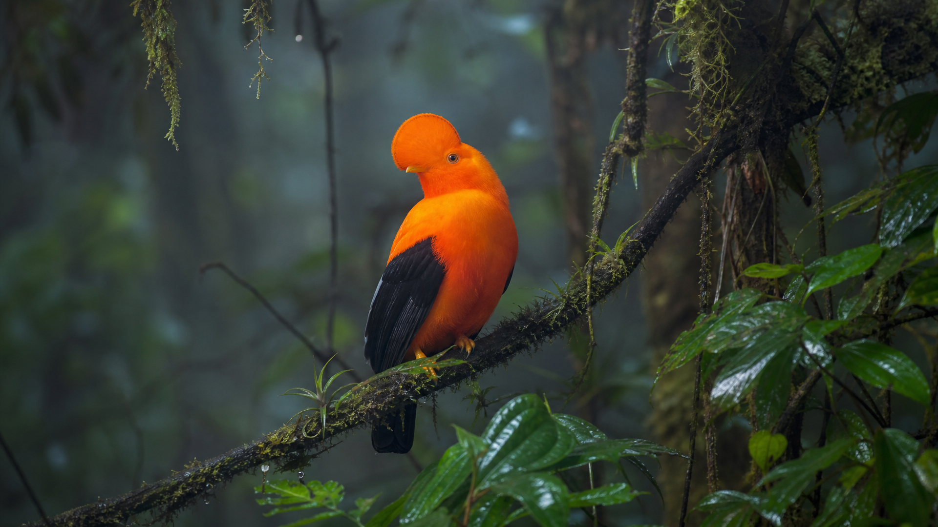 Andean Cock-of-the-rock - Poster still