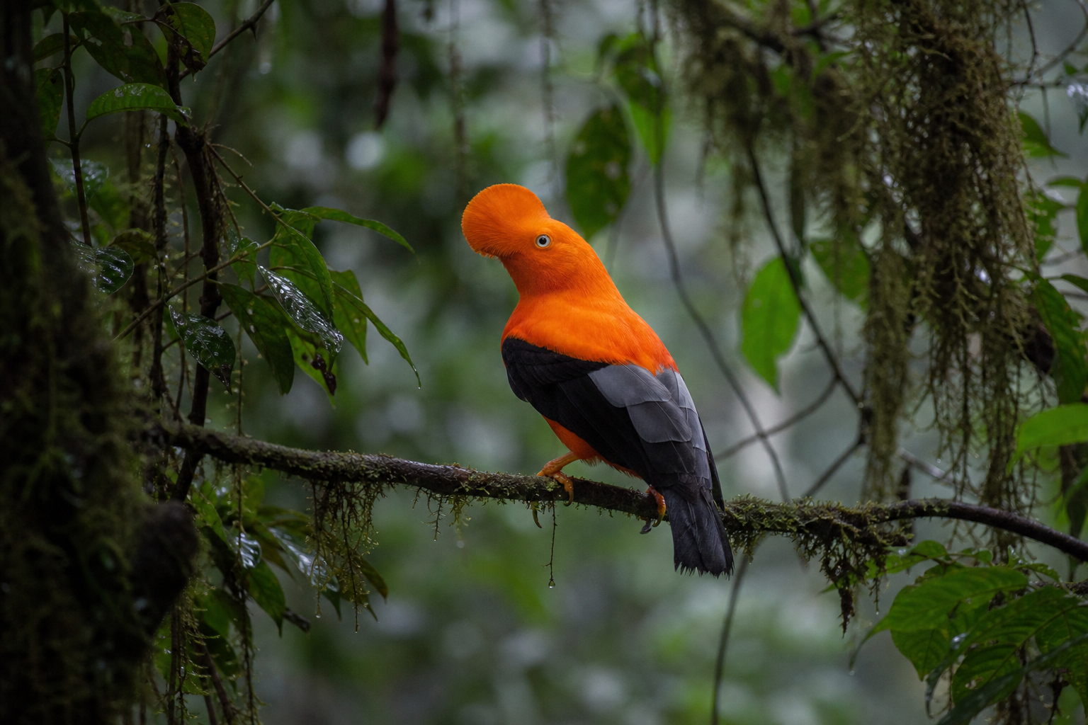Andean Cock-of-the-rock