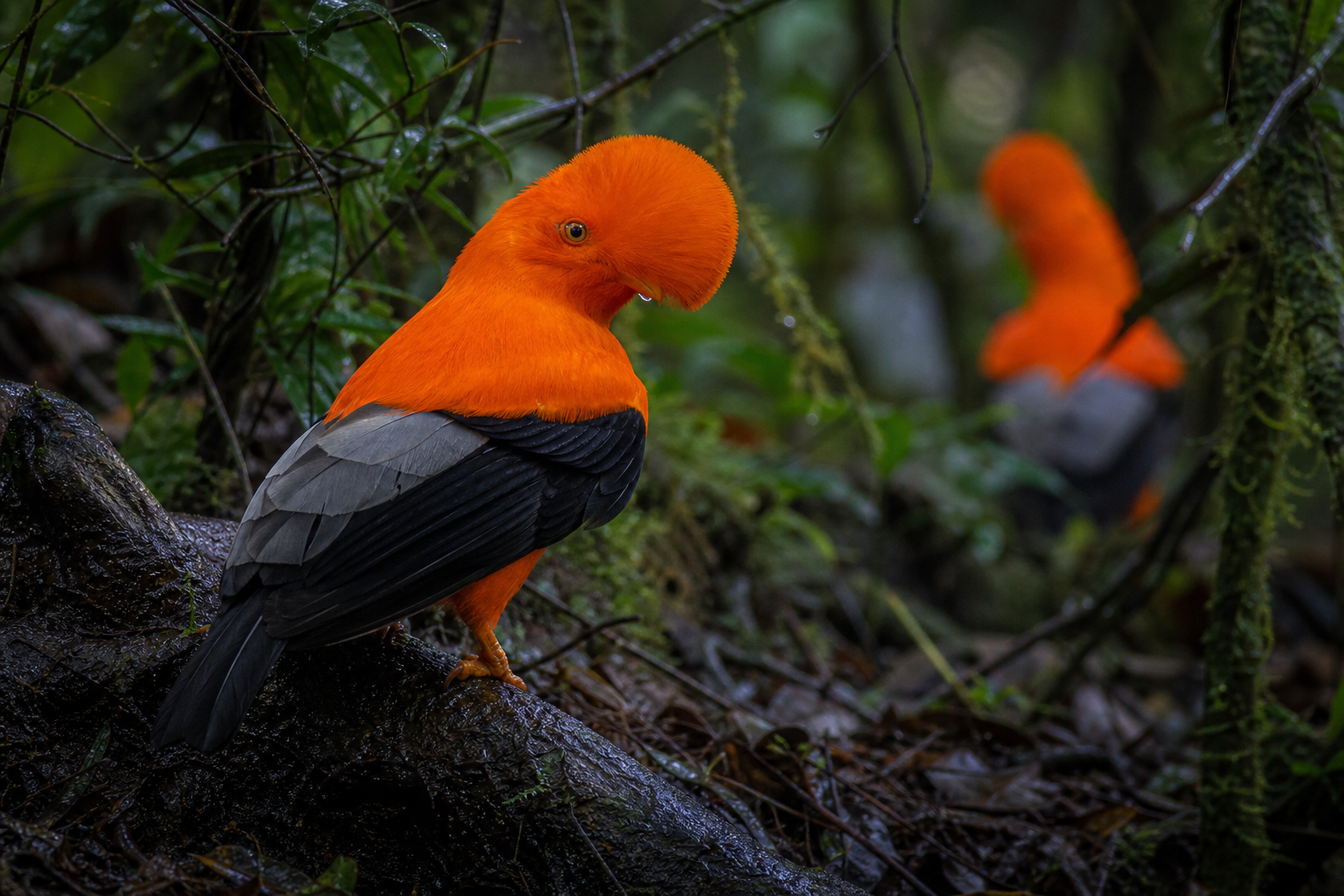 Andean Cock-of-the-rock - Conservation Photography
