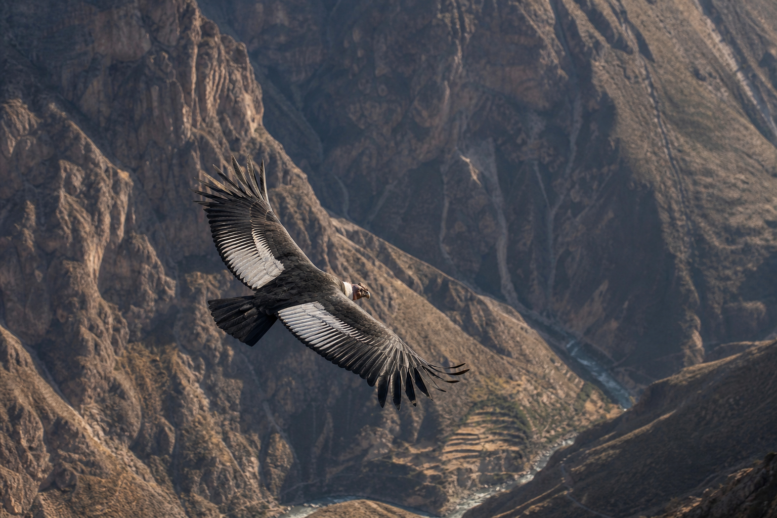 Andean Condor - Conservation Photography