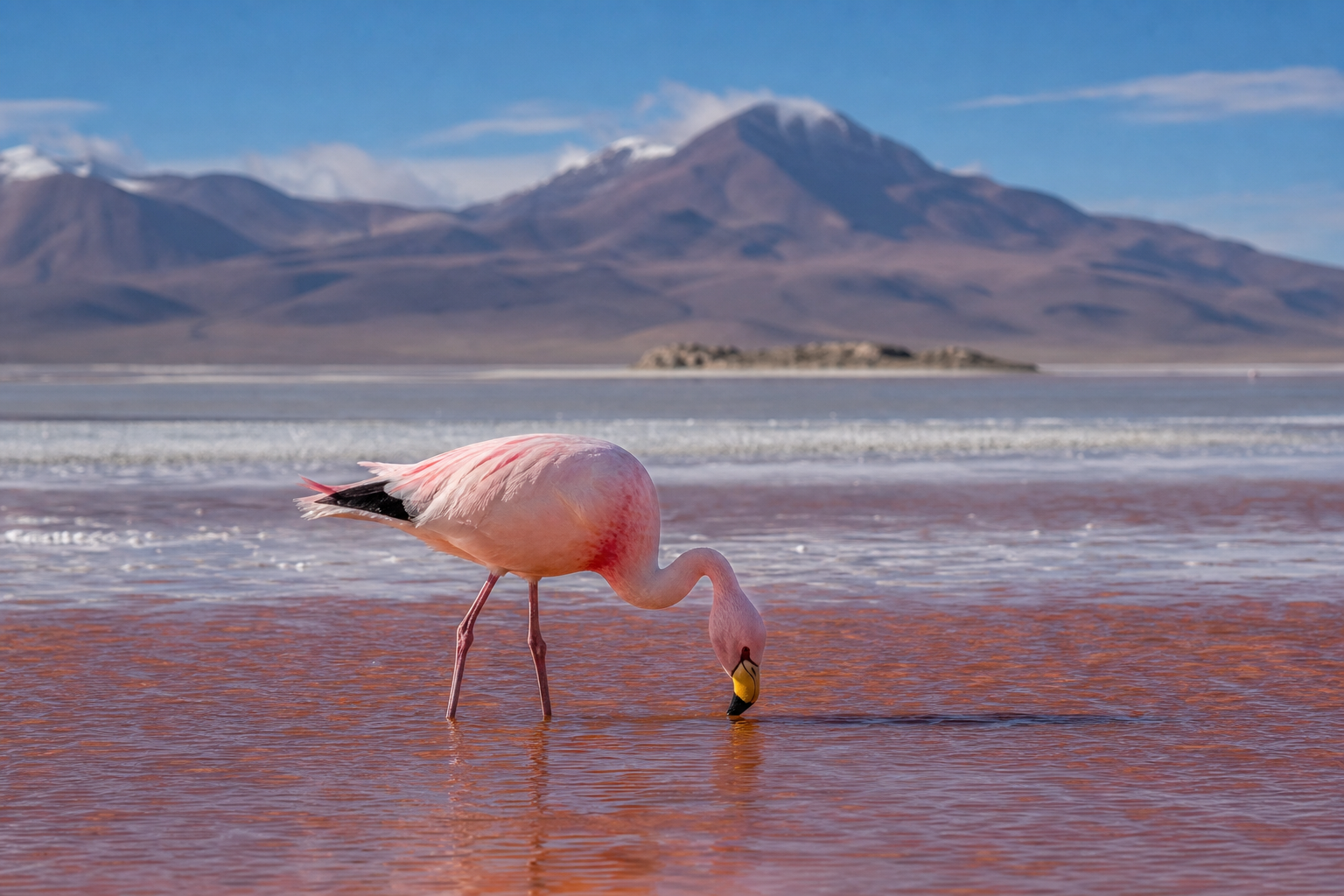 Andean Flamingo