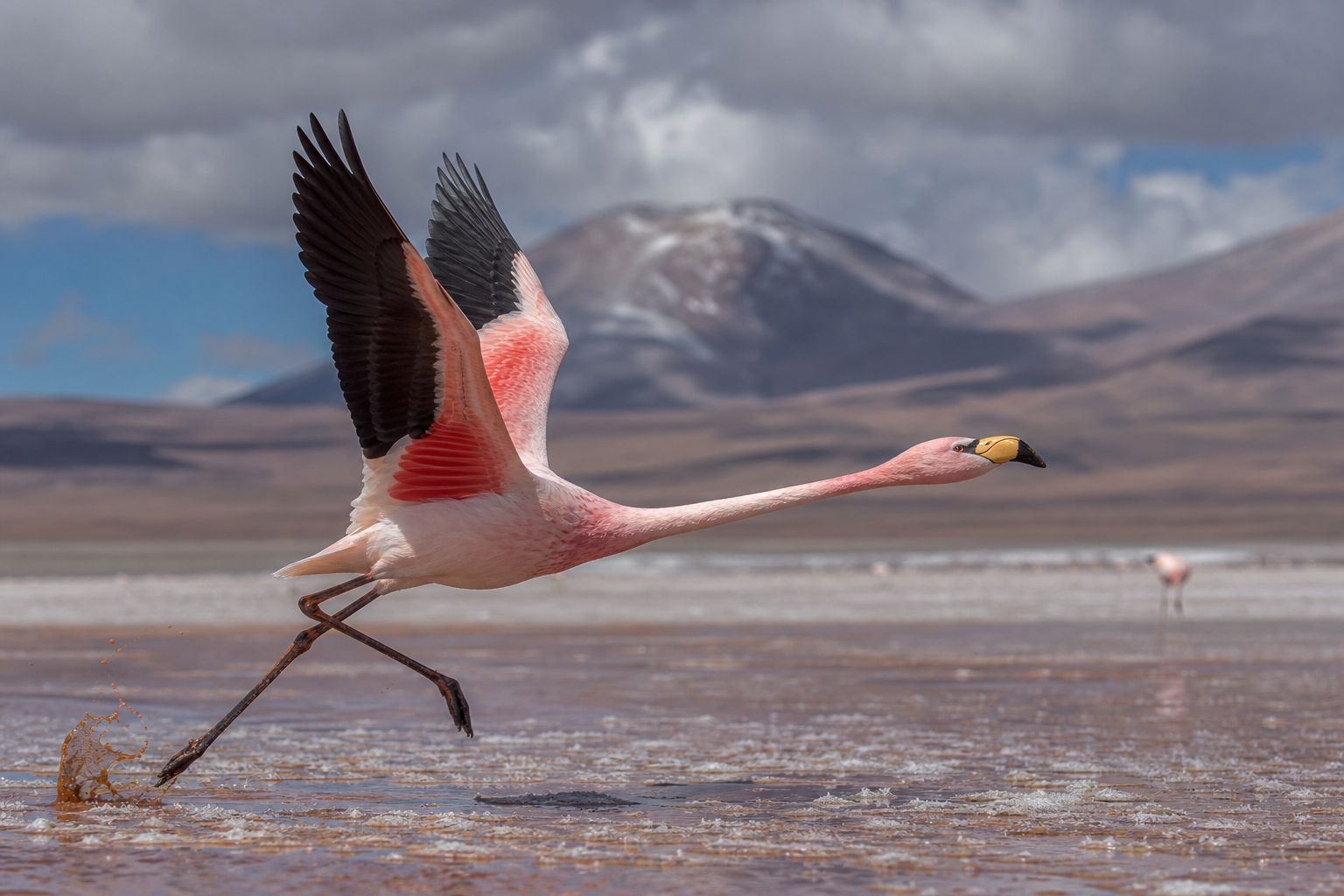 Andean Flamingo - Conservation Photography