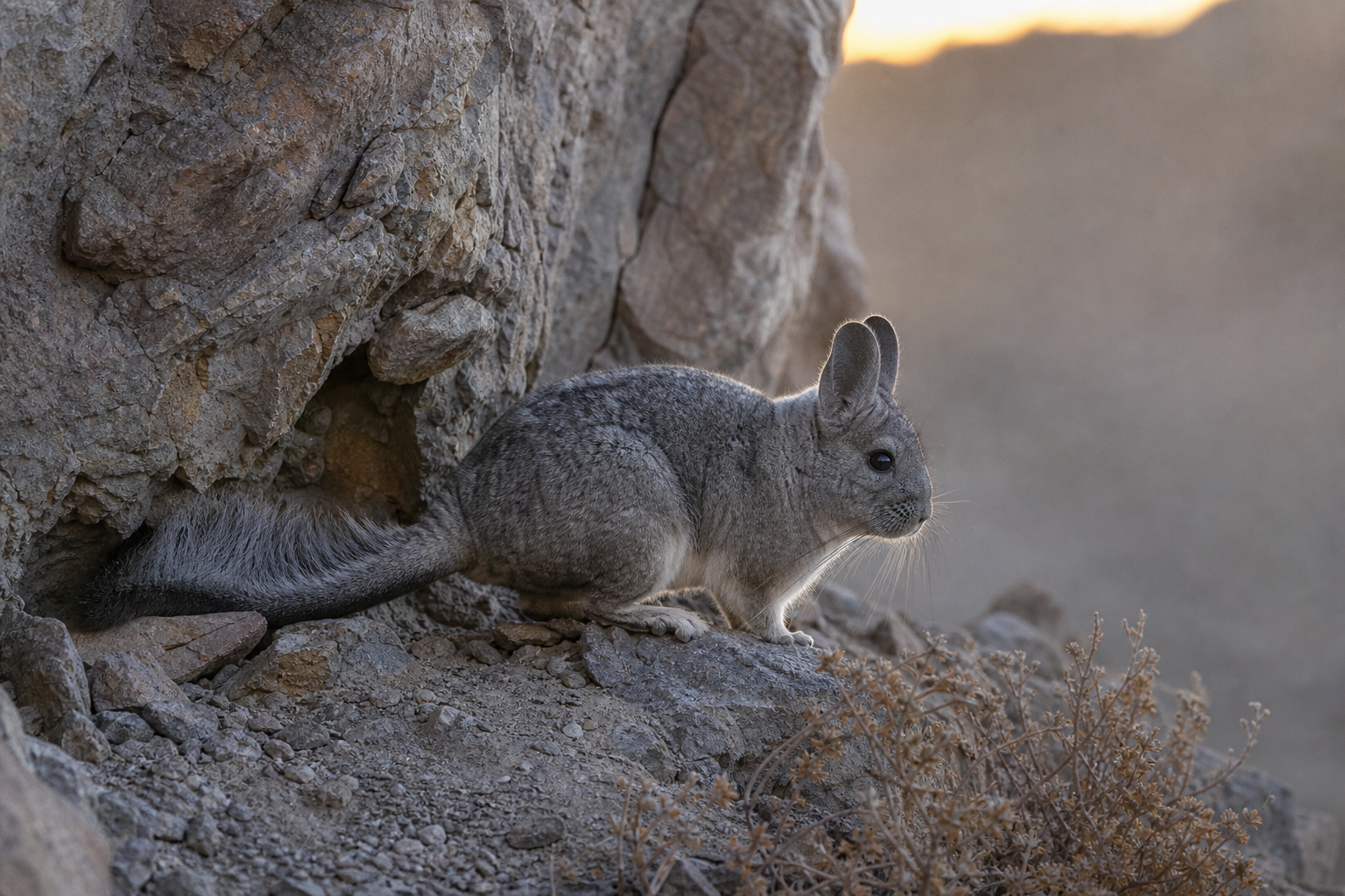 Long-tailed Chinchilla