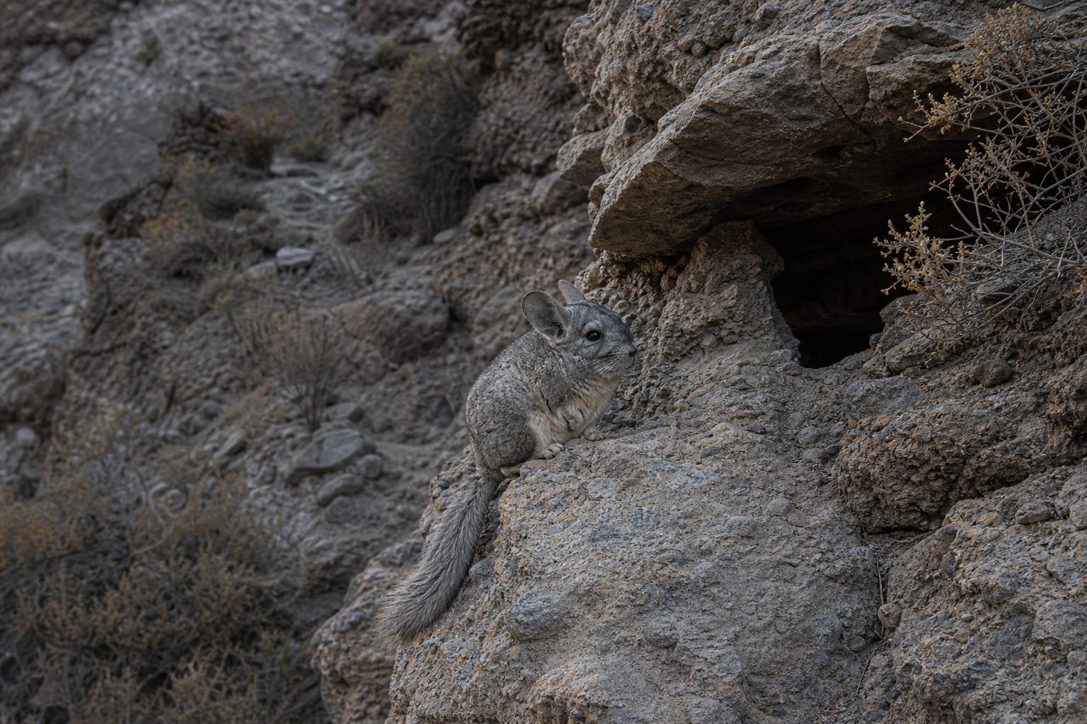 Long-tailed Chinchilla - Conservation Photography
