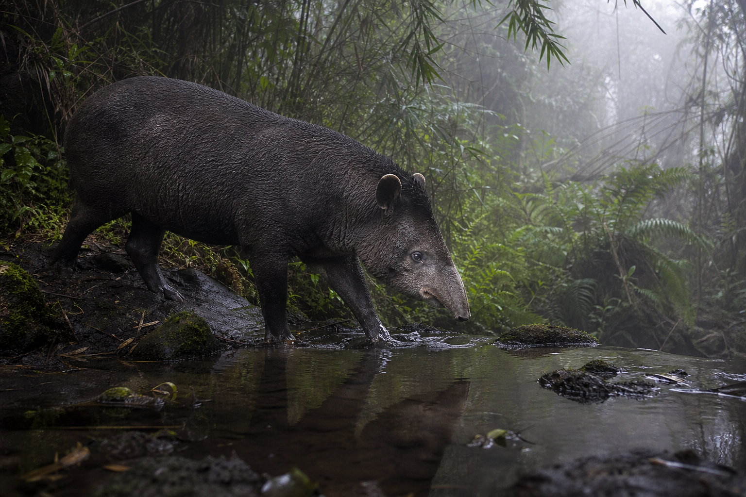 Mountain Tapir - Conservation Photography