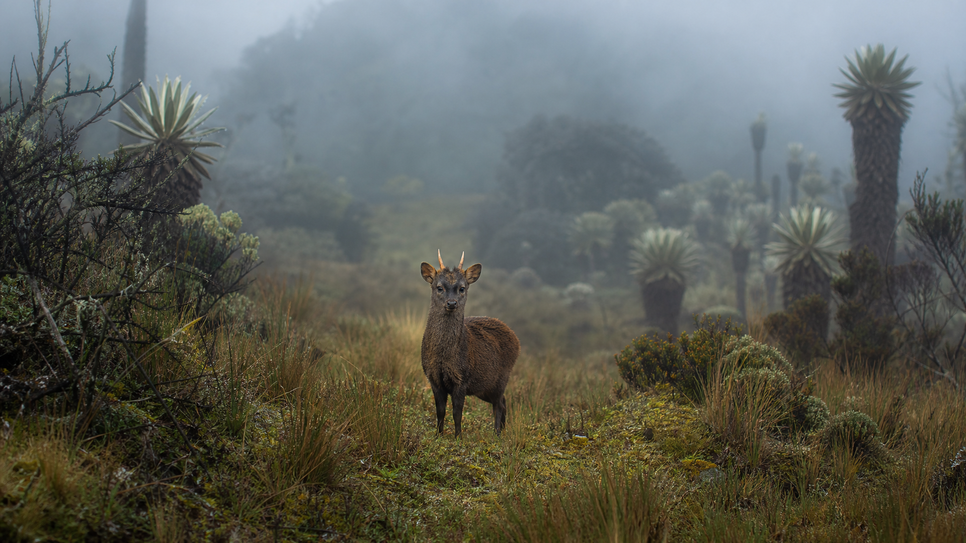 Northern Paramo Pudu - Poster still