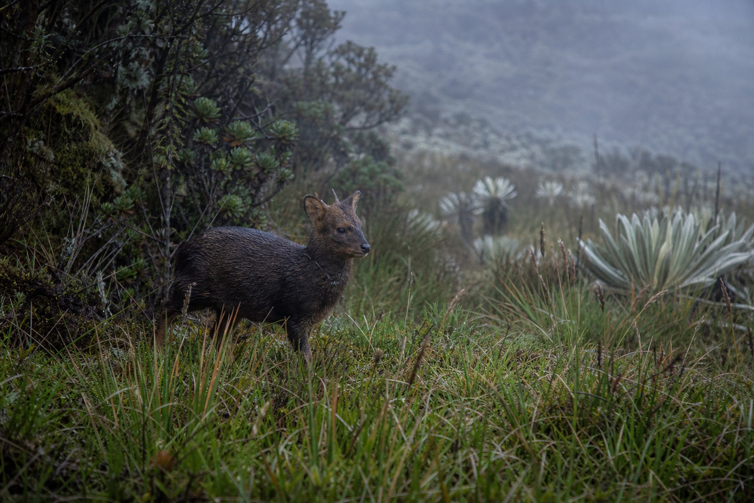 Northern Paramo Pudu