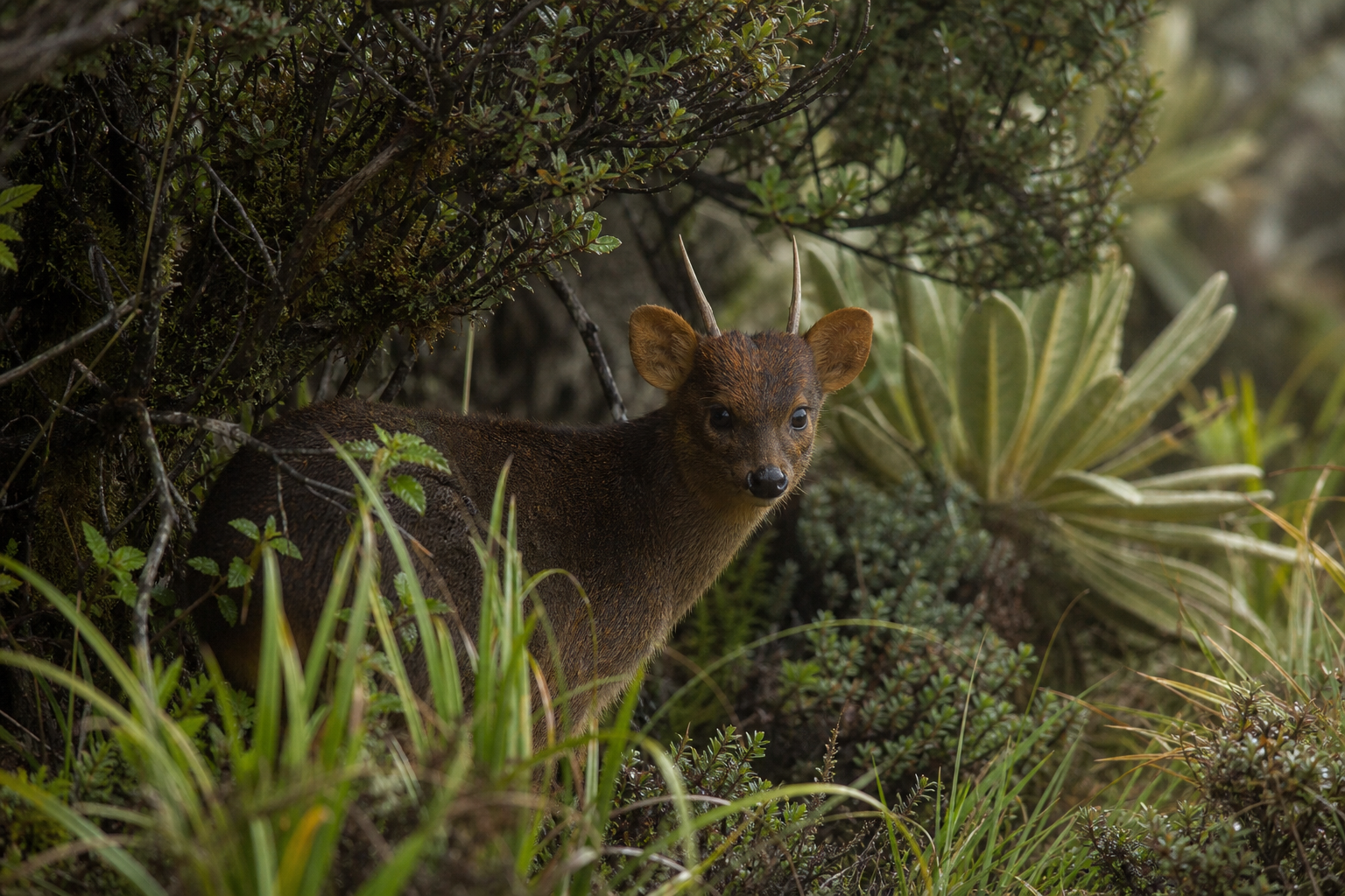 Northern Paramo Pudu - Conservation Photography