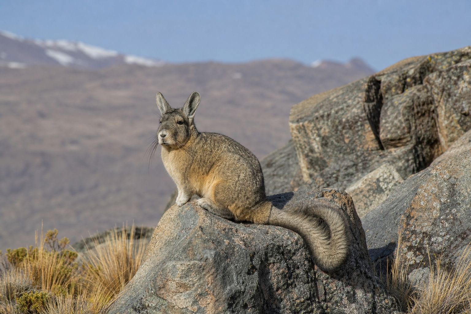Southern Viscacha