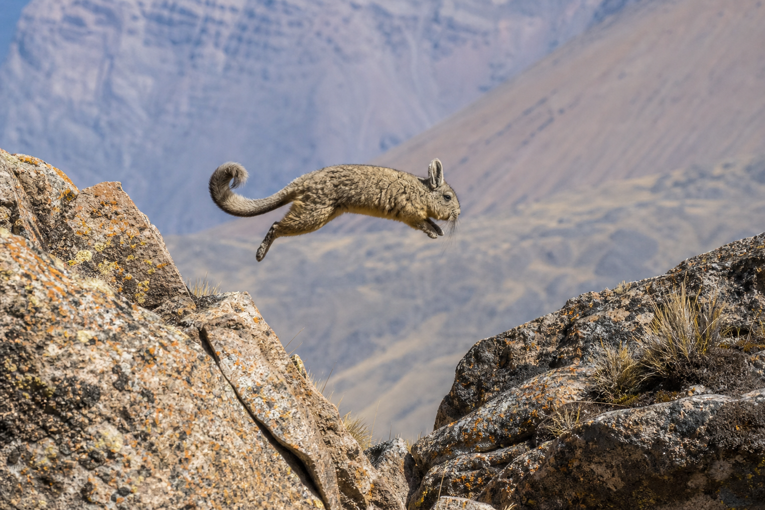 Southern Viscacha - Conservation Photography